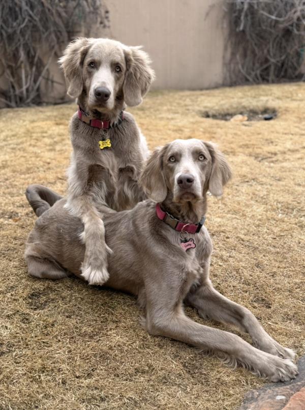 /Images/uploads/The Santa Fe New Mexican/santafepetcontest/entries/33999thumb.jpg